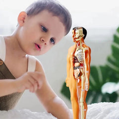 Brinquedo Anatomia Kids Body - Esqueleto 3D com Órgãos